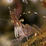 Pandalus montagui